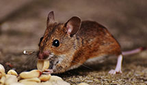 24 Hour & Emergency Exterminators in Yorba Linda, CA